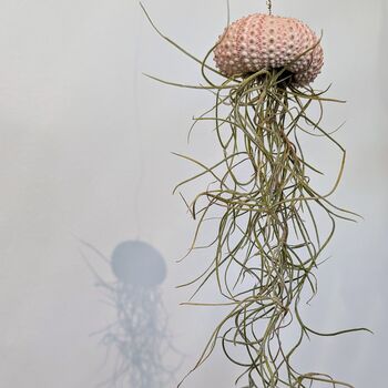 Jellyfish Airplant Spanish Moss Gift For Plant Lover, 7 of 8