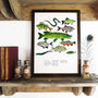 Flumens Freshwater Fish Art Print, thumbnail 1 of 7