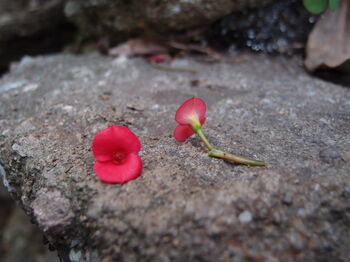 Sterling Silver Poppy Cufflinks. Handmade With Real Flowers, 4 of 8