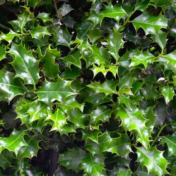 Holly Plants Ilex 'Nellie Stevens' Two X One Litre Pots, 3 of 4