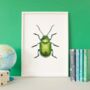 Illustrated Green Dock Beetle, thumbnail 1 of 3