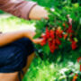Fruit Plants, 'Redcurrant', thumbnail 10 of 11