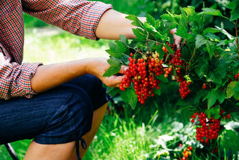 Fruit Plants, 'Redcurrant', 10 of 11