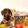 Pumpkin Patch Cart Dog Harness, thumbnail 3 of 11