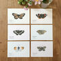 Set Of Butterfly A5 Giclée Art Prints, thumbnail 11 of 11