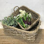 Handcrafted Wicker Woven Bakers Trays With Ear Handles, thumbnail 3 of 3