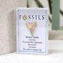 Shark Tooth Fossil Otodus, thumbnail 4 of 12