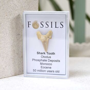 Shark Tooth Fossil Otodus, 4 of 12