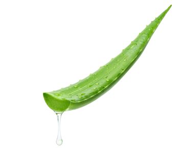 Aloe Vera Plant Medium Plant In 15cm Pot, 4 of 8