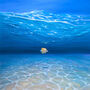 Underwater Seascape, thumbnail 2 of 8