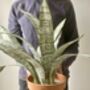 Artificial Sansevieria In Pot Large, thumbnail 4 of 5