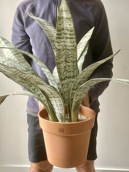 Artificial Sansevieria In Pot Large, 4 of 5
