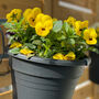 Viola 'Yellow' Six X Plant Pack, thumbnail 2 of 6