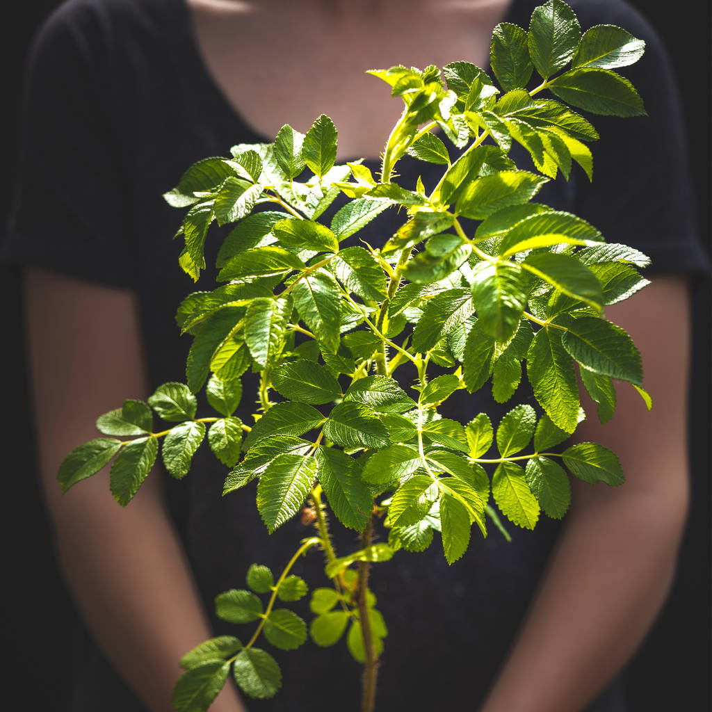 Wild Rose Tree Gift By The Present Tree