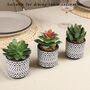 Three Artificial Succulent Plants In Pot, thumbnail 4 of 7