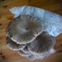 Black Pearl Oyster Mushroom Grow Kit, thumbnail 3 of 3