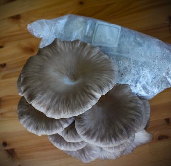 Black Pearl Oyster Mushroom Grow Kit, 3 of 3