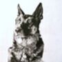 Original Charcoal Pet Portrait, thumbnail 2 of 10