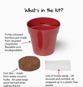 Childs Grow Your Own Dragon Plant, 2 of 5