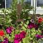 Fairy Decoration Gift Present For The Home Or Garden, thumbnail 8 of 8