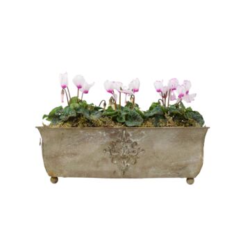Cyclamen Metal Trough Planter – Purple And White Blooms, 5 of 6