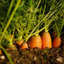 Carrot 'Chantenay' Nine X Plug Plant Pack, thumbnail 2 of 6