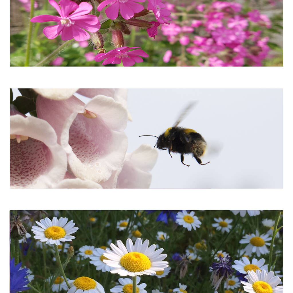 Wild Flower Seed Scatter Packets 100 Balls By Seedball