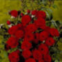 Ruby Wedding Rose Dark Red Blooms In5.5 L Pot, thumbnail 1 of 7