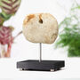 Neolithic Fishing Weight Authentic Fossil Bespoke Wooden Oak Stand, thumbnail 1 of 3