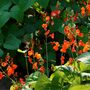 Runner Beans 'Firestorm' 16 X Plant Pack, thumbnail 6 of 6