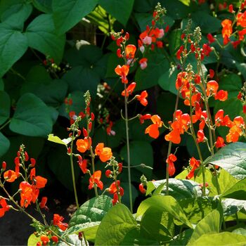 Runner Beans 'Firestorm' 16 X Plant Pack, 6 of 6