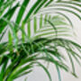 Dypsis 'Areca Palm' Houseplant, thumbnail 3 of 4