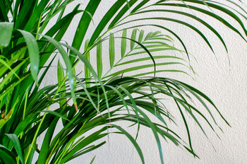 Dypsis 'Areca Palm' Houseplant, 3 of 4