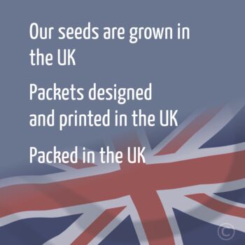 Bug Friendly Wildflower Seeds, 2 of 4