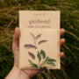 Geidwad Seeds / Sage / Salvia Officinalis, thumbnail 1 of 5