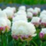 Tulip ‘Ice Cream’ 15 Bulbs, thumbnail 1 of 2