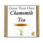 Gardening Gift. Grow Your Own Chamomile Tea, thumbnail 5 of 6