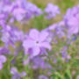 Flowers Aubrietia 'Lilac' 12 X Full Plant Pack, thumbnail 5 of 5