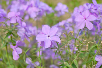 Flowers Aubrietia 'Lilac' 12 X Full Plant Pack, 5 of 5