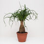 Ponytail Palm Houseplant, thumbnail 2 of 5