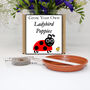 Gardening Gift. Grow Your Own Ladybird Poppies, thumbnail 1 of 4