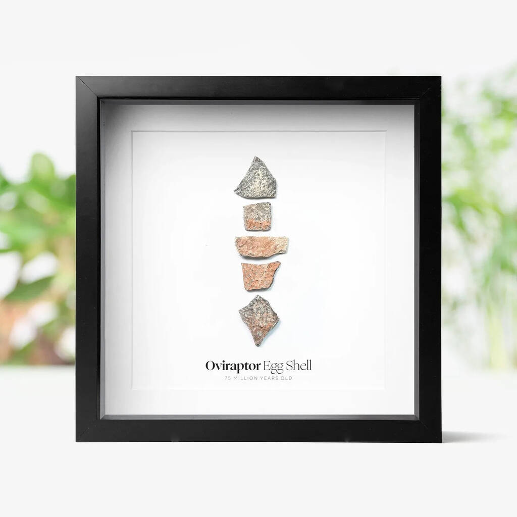 Framed Oviraptor Dinosaur Eggshell Authentic Fossil Jurassic Natural History Home Decor, 1 of 1