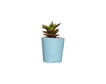 Concrete Pot Small With Cactus/ Succulent In Baby Blue, 4 of 5