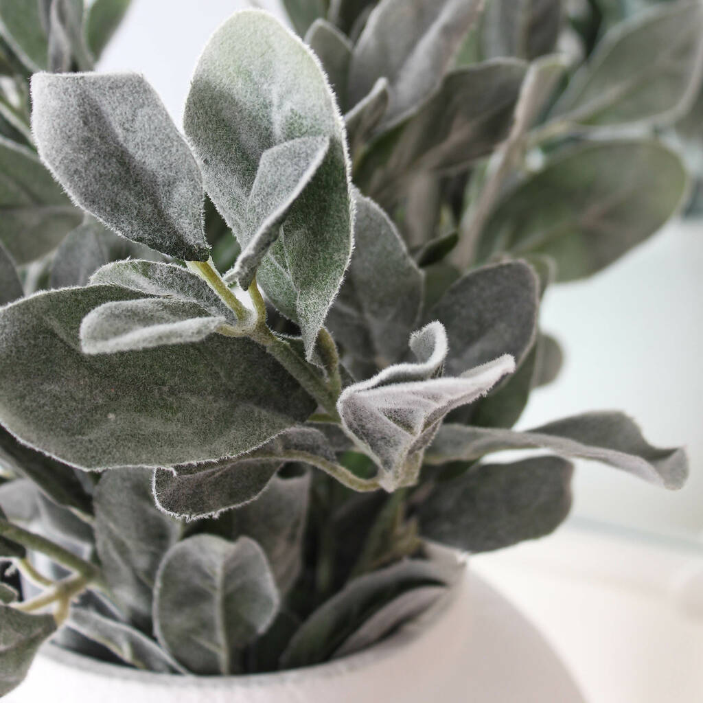 bunch of faux lambs ear stems by marquis & dawe