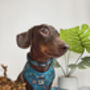 Cheeky Monkey Dog Collar, thumbnail 3 of 4