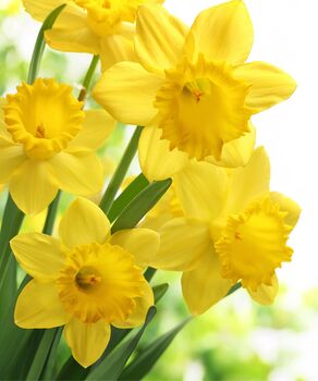 Spring Bulbs Daffodil 'King Alfred' Bulb Pack, 5 of 7