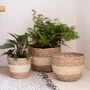 Pack Of Three Natural Seagrass Planter Baskets, thumbnail 1 of 8