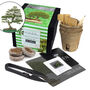 Chinese Elm Bonsai Tree Growing Kit, thumbnail 3 of 8