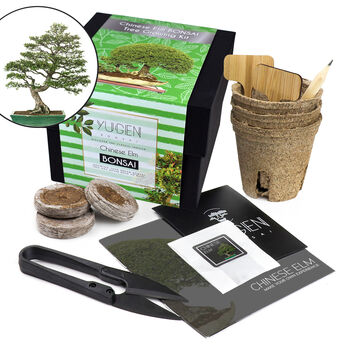 Chinese Elm Bonsai Tree Growing Kit, 3 of 8