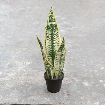 Artificial Potted Snake Plant, 2 of 4